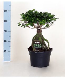Fic Mi Ginseng In Pot Black