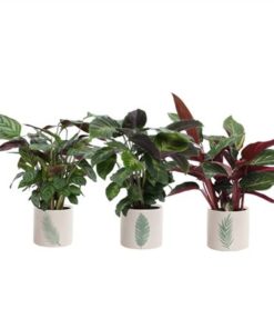 Calat Mix In Ceramic Manon