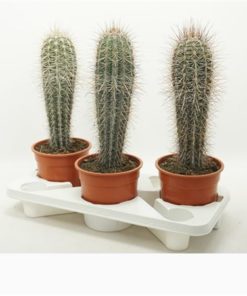 Pachycereus Pringlei