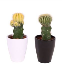 Gymno Japan Mix In Ceramic Carly