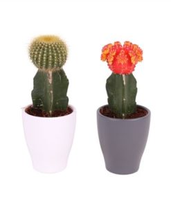 Gymno Japan Mix In Ceramic Carly