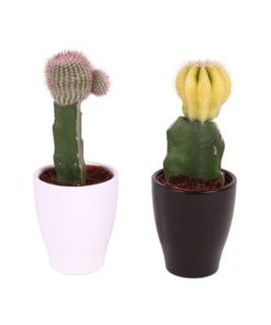 Gymno Japan Mix In Ceramic Carly