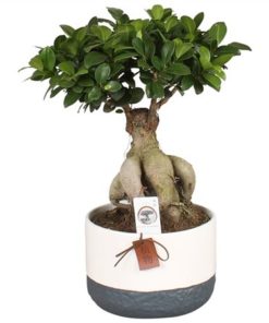 Fic Mi Ginseng In Ceramic Twotone