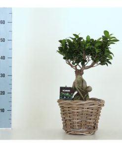 Fic Mi Ginseng In Basket