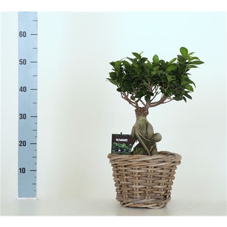 Fic Mi Ginseng In Basket