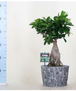 Fic Mi Ginseng In Leisteen Pot Grey