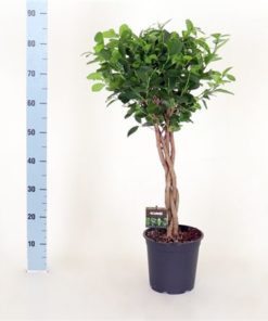 Fic Mi Moclame Braided Stem