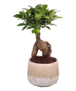 Fic Mi Ginseng In Ceramic Rocklook