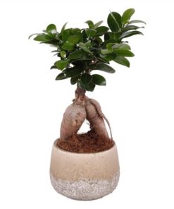 Fic Mi Ginseng Sphere Shape In Ceramic Rocklook