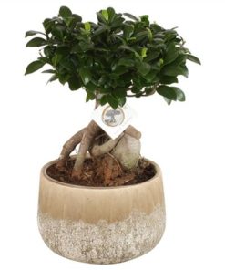 Fic Mi Ginseng S Shape In Ceramic Rocklook