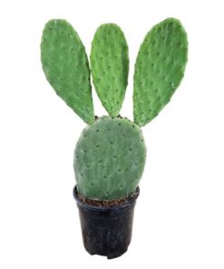 Opuntia Vulgaris
