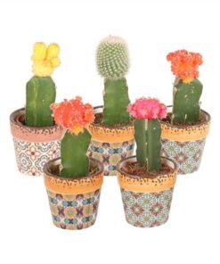 Gymno Japan Mix In Ceramic Classic Mosaic