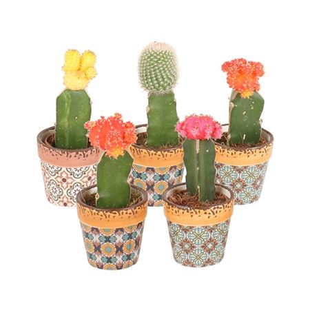 Gymno Japan Mix In Ceramic Classic Mosaic