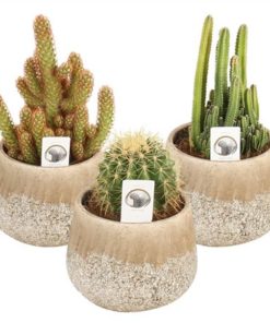 Cactus Mix In Ceramic Rocklook Sphere