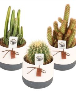 Cactus Mix In Ceramic Twotone
