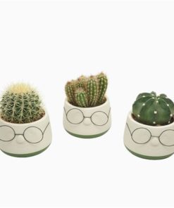 Cactus Mix In Ceramic Glasses