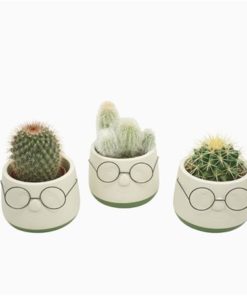 Cactus Mix In Ceramic Glasses