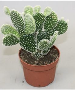 Opuntia Mic Albispin