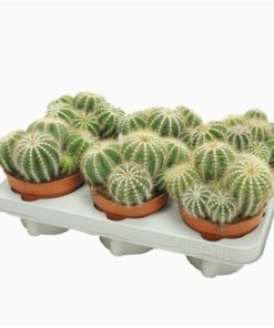 Cactus Magnificus