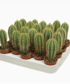Cactus Pilosocereus Pachycladus