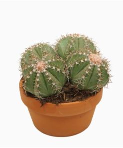 Melocact Matanzanus Multihead In Terracotta