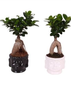 Fic Mi Ginseng In Ceramic Buddha