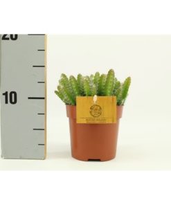 Hylocereus Undatus