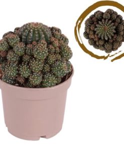 Cactus Multihead Lobivia Arachnacantha