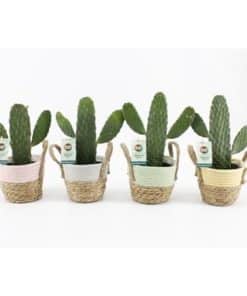 Opuntia Rubescens Consolea In Basket Noah Pastel M