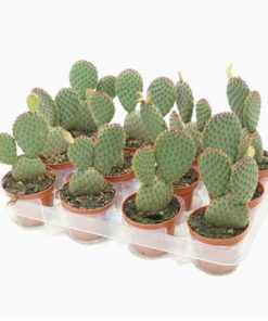 Opuntia Microdasys Macrocalyx