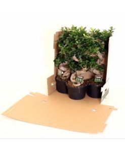 Fic Mi Ginseng In Pot Black