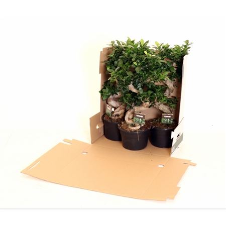Fic Mi Ginseng In Pot Black