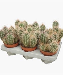 Pachycereus Pringlei