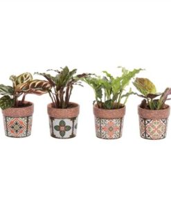 Calat Mix In Ceramic Jasmine