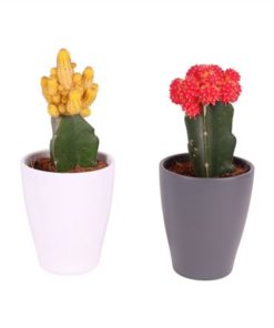 Gymno Japan Mix In Ceramic Mix