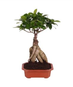 Fic Mi Ginseng