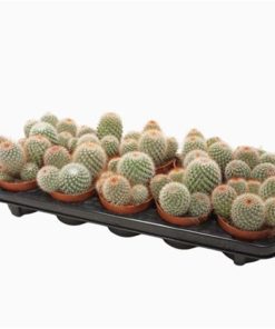 Mamm Spinosissima