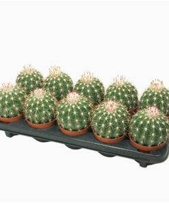 Cactus Melocactus Ruestii