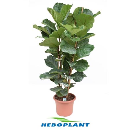 Ficus Lyrata