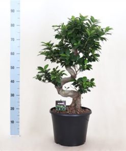 Fic Mi Ginseng Ub Pot Black