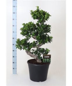 Fic Mi Ginseng In Pot Black
