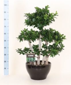 Fic Mi Ginseng Forest Shape In Ceramic Round Black
