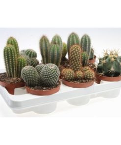 Cactus Mix
