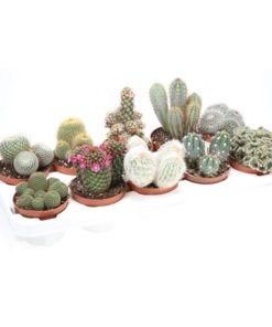 Cactus Mix