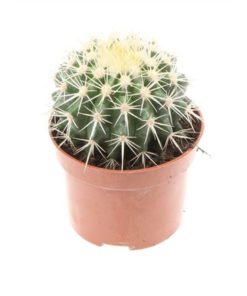 Echinoc Grusonii