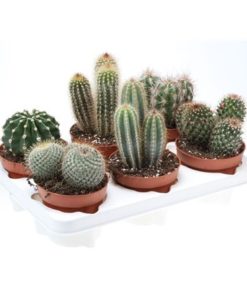 Cactus Mix