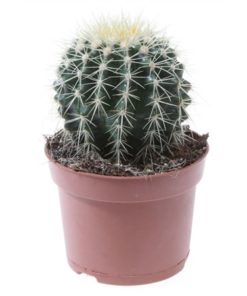 Echinoc Grusonii