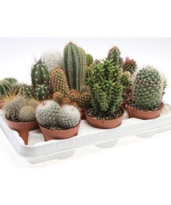 Cactus Mix