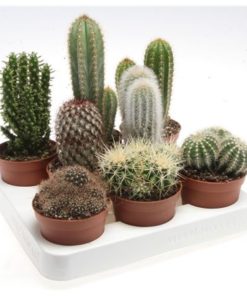 Cactus Mix
