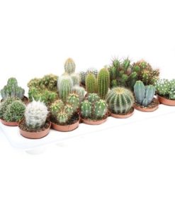Cactus Mix